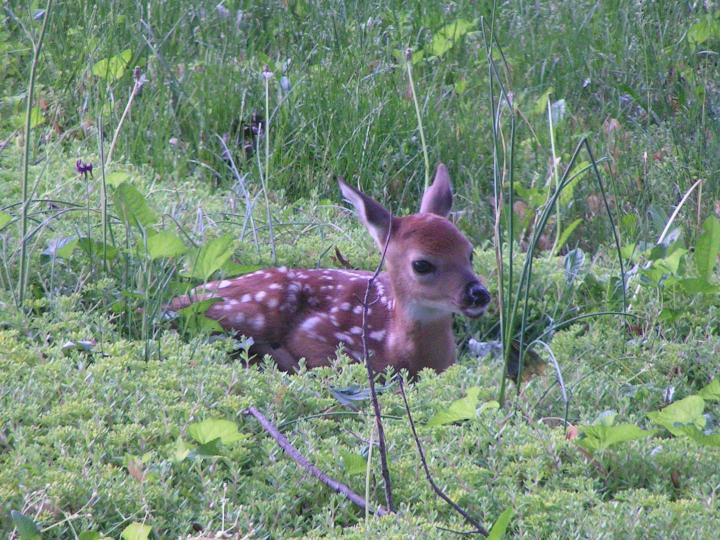 Deer come in all sizes, including 'mini'